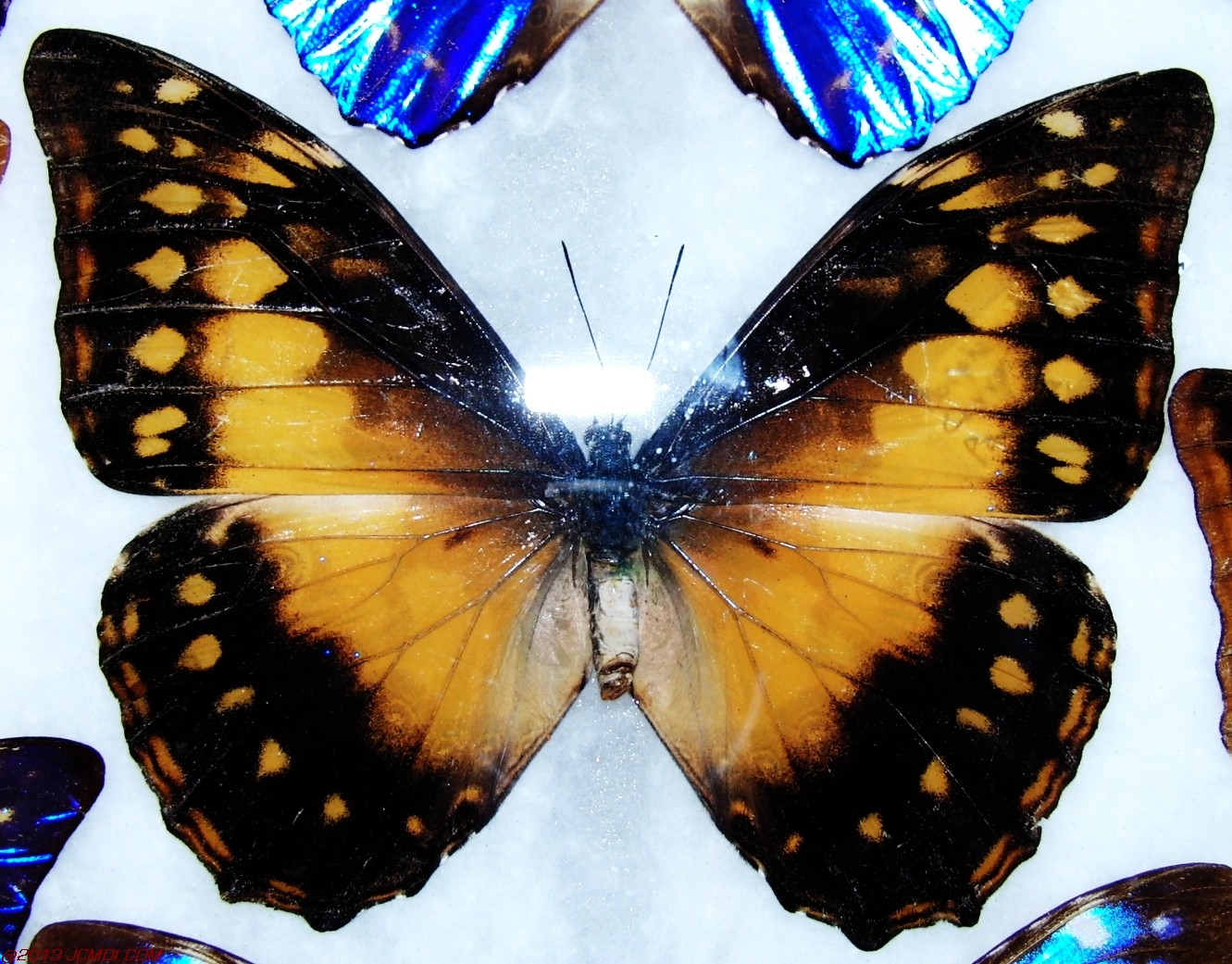 Morpho cypris 2